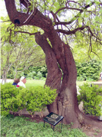 National Champion Catclaw Tree