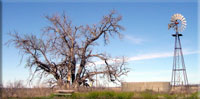 Cowden H Ranch Mulberry