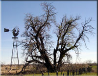 Cowden H Ranch Mulberry