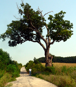 Stonewall Jackson Prayer Tree