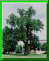 Trees