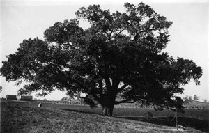 Logan's Elm Tree