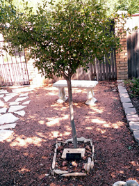 Treaty Oak Seedling
