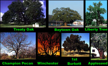 Historical Trees