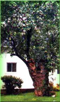Johhny Appleseed Tree, Nova, Ohio