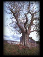 Appomattox Courthouse Tree