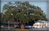 Texas Avenue Oak Tree - Baytown, TX