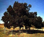 1st Burkett Pecan Tree
