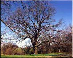 National Champion Pecan Tree