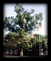 Davidage Elm Tree