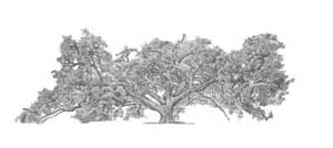 Drawing by Stephen of Episcopal Great Oak Tree