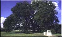 Treaty Oak Tree
