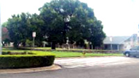 Texas Ranger Hall of Fame Elm Tree