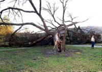 The tree felled by a tornado