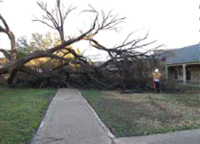 The tree felled by a tornado